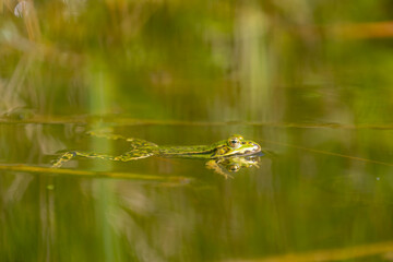 Selective focus of the marsh green frog in swamp in its natural habitat, Pelophylax ridibundus is the largest frog native to Europe, Typical polder in spring, Spawning and breeding season, Netherlands