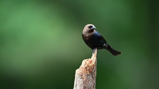 Male Brown-headed Cowbird perched on a small dead broken Pine tree