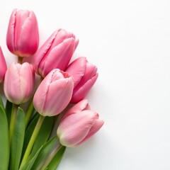 Fototapeta premium A cluster of pink tulips on pure white, soft focus , floral, spring, blossom