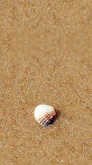 Vertical close-up of a seashell on sand. Beach story or reel background. Marine life. Seashell on a sandy beach in a vertical, close-up shot