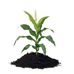 Young corn plant growing in soil isolated on white background