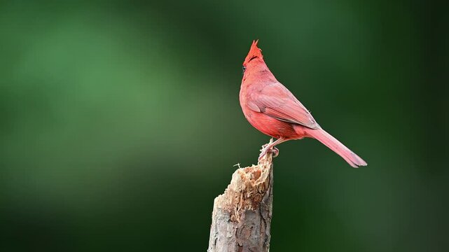 Male Cardinal perched on a small dead broken Pine tree