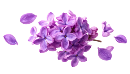 A cluster of vibrant lilac flowers with individual petals floating around giving a dynamic  