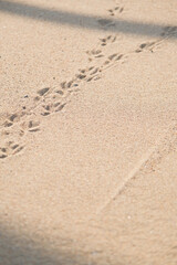 Bird footprints on sand beach in sunny day
