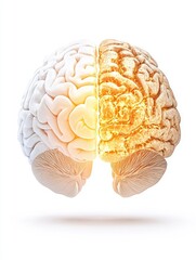 Question marketing risk. Digital illustration of a human brain, split into two distinct colored hemispheres, showing anatomical details on a white background.
