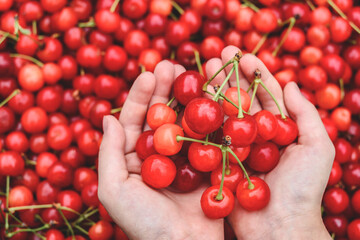 Red cherries in the hands of a child against a background of ripe berries.