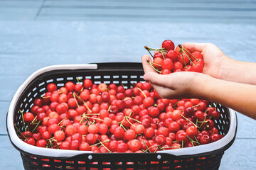 The child holds a lot of ripe red berries in his hands. Background of a basket with cherries on a gray table.