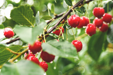 red cherry on a branch in the garden.