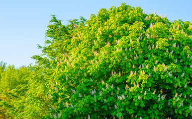 Fototapeta premium Green foliage of trees in sunlight in springtime, Almere, Flevoland, The Netherlands, May 8, 2025