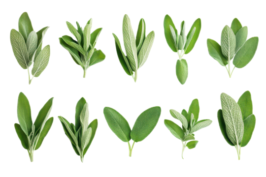 Aromatic sage herb ideal for enhancing your cooking with natural and savory herbal notes