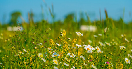 Colorful wild flowers in a rural field in sunlight, Almere, Flevoland, The Netherlands, May 8, 2025