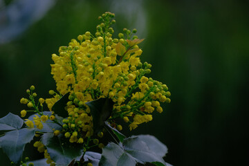 Bright yellow blossom Berberis aquifolium or vulgaris, mahonia aquifolium, oregon grape petal in early