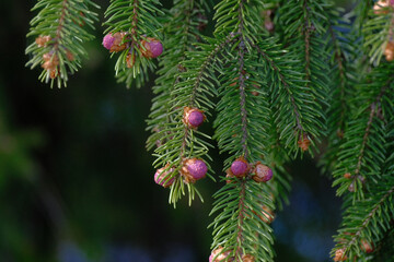 Fototapeta premium Blooming spruce. Red young shoots on a pine tree. Flowering branch of a fir tree. Young shoots on spruce