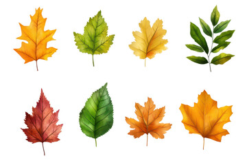 PNG screen leaves collection in transparent format positioned cleanly over a white isolated background
