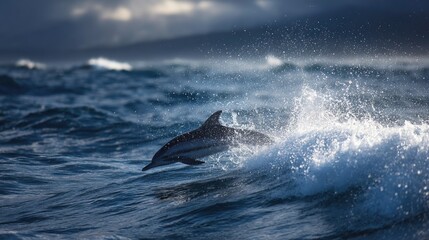 Fototapeta premium A powerful leap from a striped dolphin in tropical waters, surrounded by sunlit sea spray