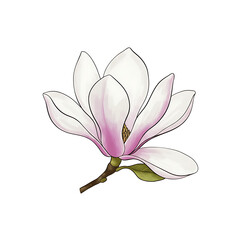 Fototapeta premium flower