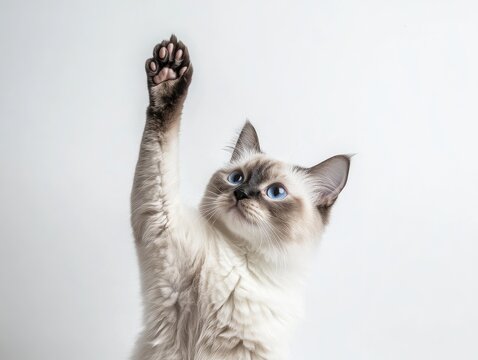 Playful kitten reaching up with paw,  light grey and white fur,  large blue eyes,  studio shot - Powered by Adobe