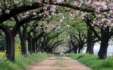 Fototapeta premium Kyoto, Japan Spring , Cherry Blossom Season, Cherry Blossom Tunnel Path (1)