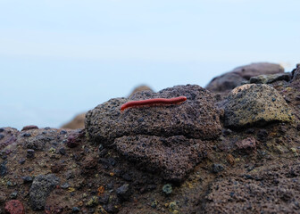 Milipede on the beach