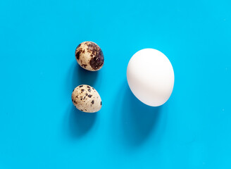 Farm fresh quail eggs comparison with chicken egg. Blue background. Top view.
