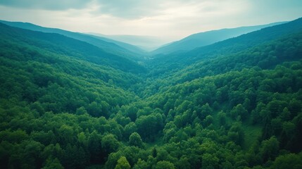 Naklejka premium Green Forest Mountain Landscape