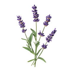 Obraz premium Lavender png