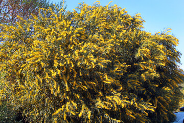 Vibrant golden wattle flowers blooming among slender green leaves in sunlight © aquatarkus