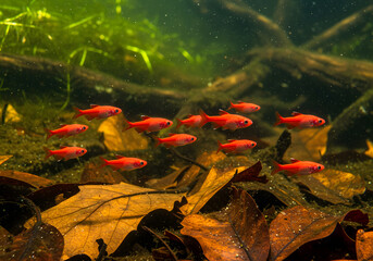 School of Chili Rasbora in Aquarium