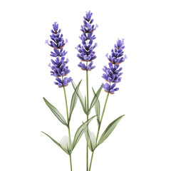 Fototapeta premium Lavender Symbol of Serenity Flower png