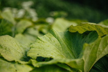 Close-Up of Green Leaf in Soft Light in Garden