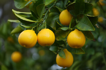 Bright Citrus Bounty: Vibrant Lemons Hanging on a Lush Lemon Tree