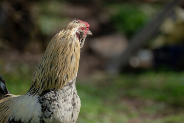 A free range rooster in yard