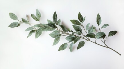 A light green leafy branch, minimalist and elegant.  Leaves are  delicate and softly textured,  forming a graceful arc against a plain white background