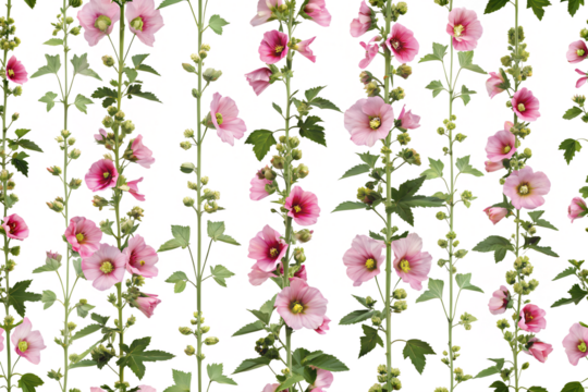 Common hollyhock seamless pattern background