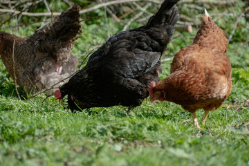 chicken on traditional free range poultry farm