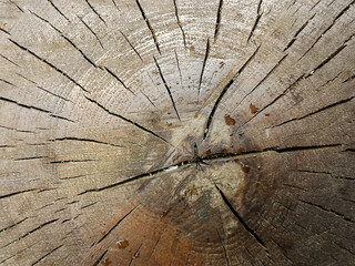 Close up view of a tree trunk revealing intricate wood grain patterns and natural cracks. Rough texture and concentric rings