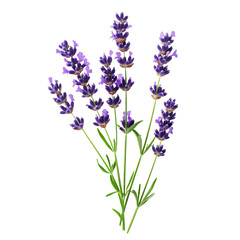 Obraz premium Lavender Symbol of Serenity Flower png