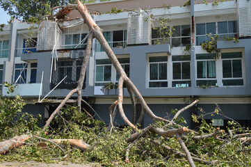 Large tree fell on building, Damaging it after summer storm, Natural disaster. © Ohayo