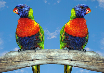 Rainbow lorikeet two perched on a branch