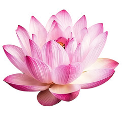 Fototapeta premium pink lotus 