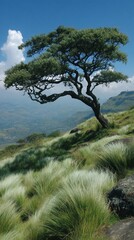 Obraz premium Majestic tree on a grassy mountain slope under a clear sky