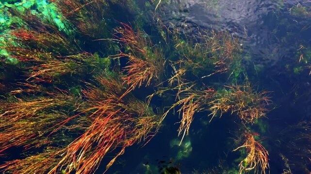 Close-Up of Lush Plants Drifting in Crystal Clear Water at Te Waikoropupū Springs | Pristine New Zealand Nature