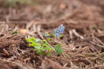 針葉樹の落葉の中で花を咲かせるエゾエンゴサク
