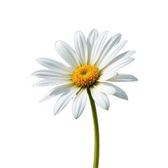 Fototapeta premium White daisy flower with yellow center and green stem transparency background, showing delicate petals and natural