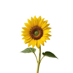 Obraz premium Bright yellow sunflower with green leaves and stem, showing natural beauty and vibrant colors in full bloom