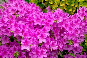 bright purple flowering bush