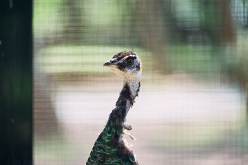 檻の中の美しいクジャクの頭部