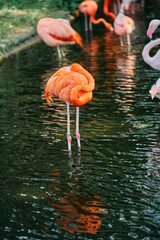 休息する鮮やかなオレンジ色のフラミンゴ