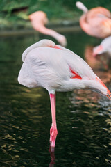 休息をとる淡いピンクのフラミンゴ