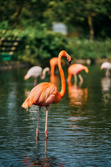 水辺を優雅に歩む鮮やかなフラミンゴ